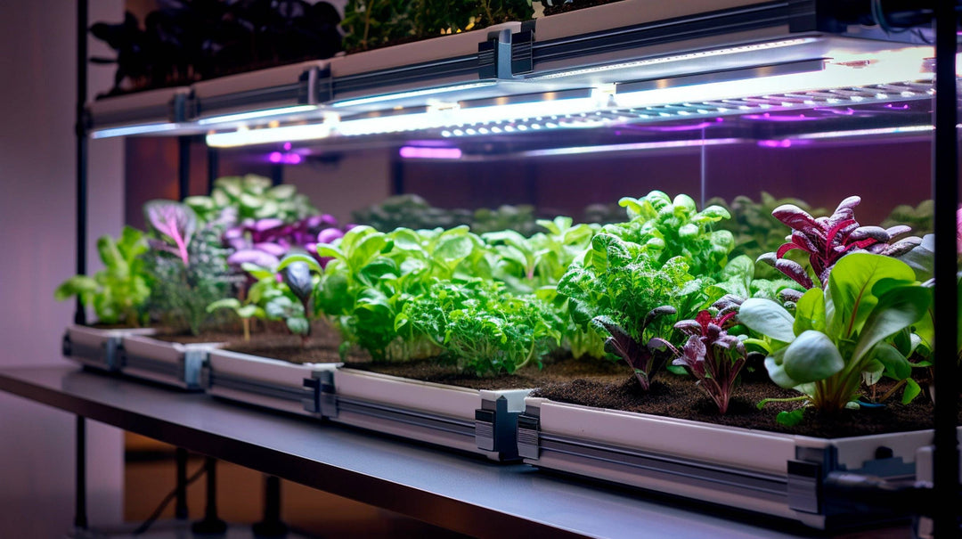 Indoor hydroponic garden with LED grow lights illuminating leafy greens.