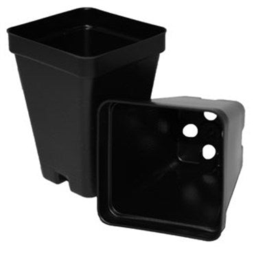 T.O. Plastics Square Pot Black 2.5" Deep CASE 800/Cs