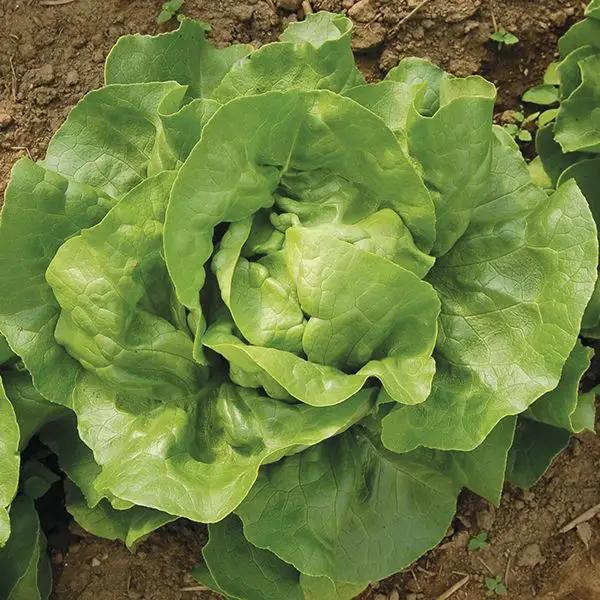 High Mowing Optima Lettuce 500 Seeds