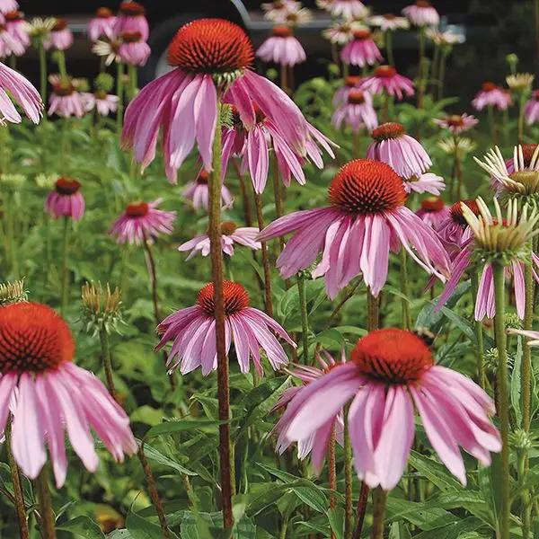 High Mowing Echinacea Purpurea 1/32oz