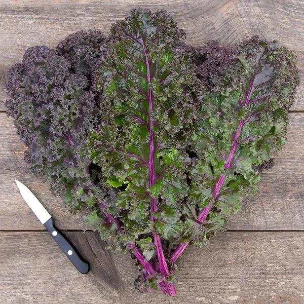 High Mowing Curly Roja Kale 1/32oz