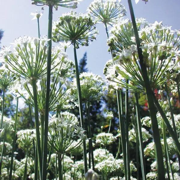 High Mowing Garlic Chives 1/32oz