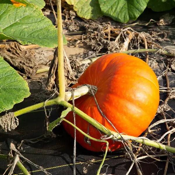 High Mowing Cinderella Rouge VIF D'Etampes Pumpkin 1/8oz