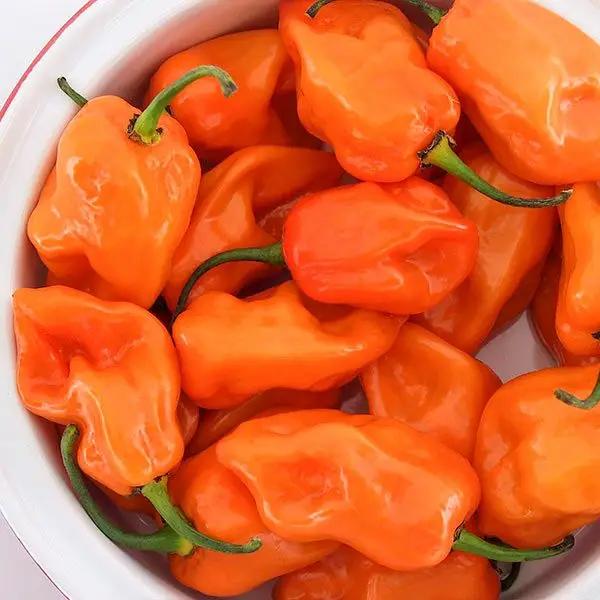 High Mowing Magnum Habanero Pepper 1/6oz