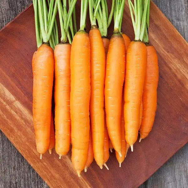 High Mowing Dolciva Carrot 250 Seeds