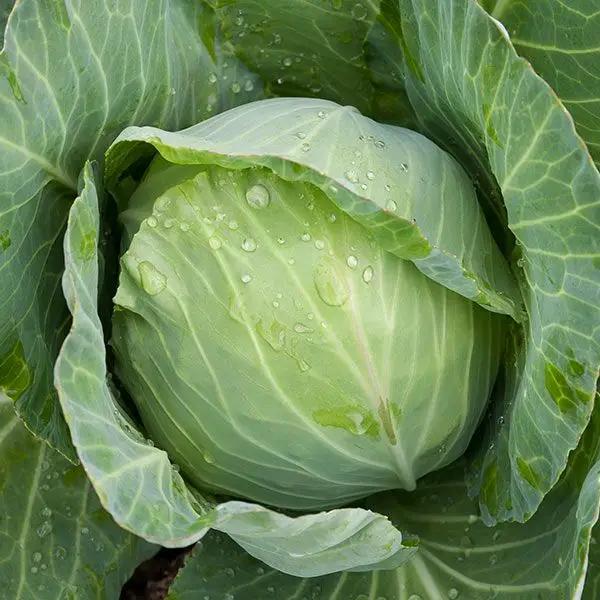 High Mowing Golden Acre Cabbage 1/32oz