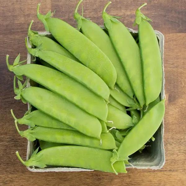 High Mowing Mammoth Melting Snow Pea 1oz