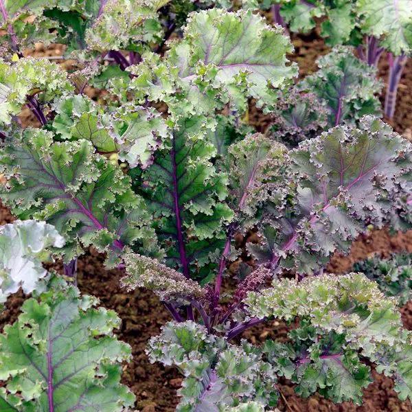 High Mowing Curly Roja Kale - Thumbnail 2