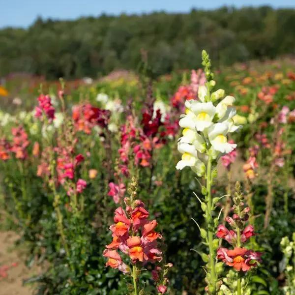 High Mowing Bertrand's Giant Mixture Snapdragon 1/64oz