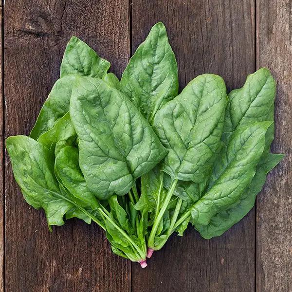 High Mowing Giant Winter Spinach 1/4oz