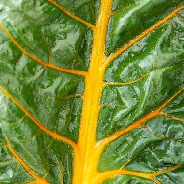 High Mowing Sunset Chard - Thumbnail 2