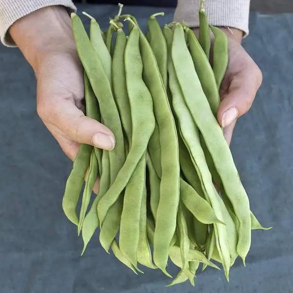 High Mowing Northeaster Pole Bean 1oz