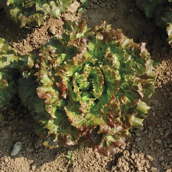 High Mowing Organic Seeds Lovelock Lettuce - Thumbnail 3