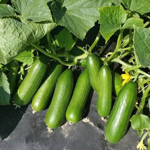 High Mowing Minime F1 Cucumber 10 Seeds