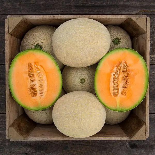 High Mowing Organic Seeds True Love F1 Melon - Thumbnail 2