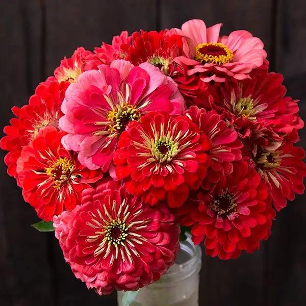 High Mowing Giant Coral Zinnia 1/32oz