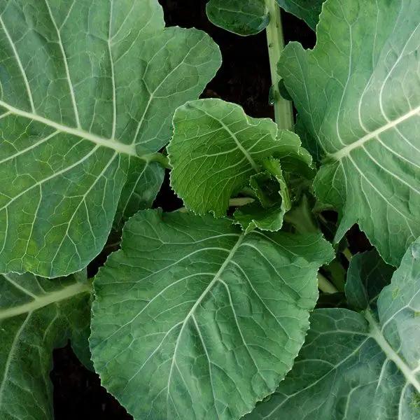 High Mowing Champion Collards 1/32oz