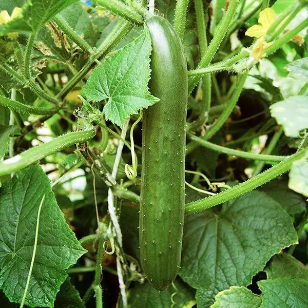 High Mowing Green Finger Cucumber 1/16oz