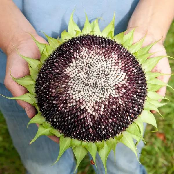 High Mowing Hopi Black Dye Sunflower 1/16oz