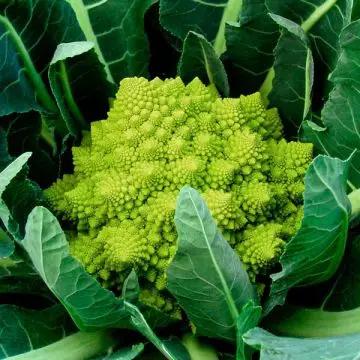 High Mowing Organic Seeds Veronica F1 Romanesco