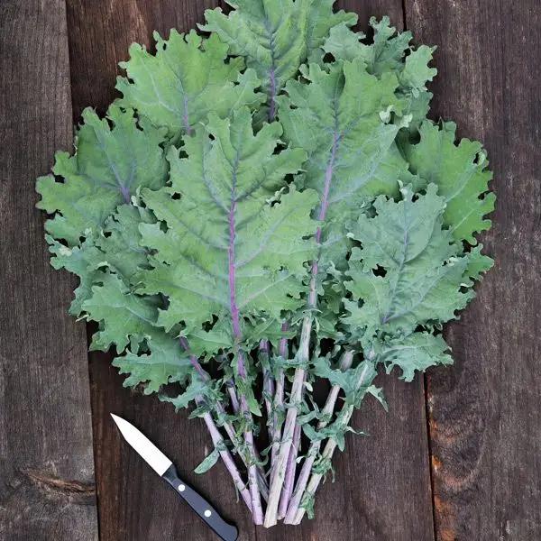 High Mowing Red Russian Kale 1/32oz