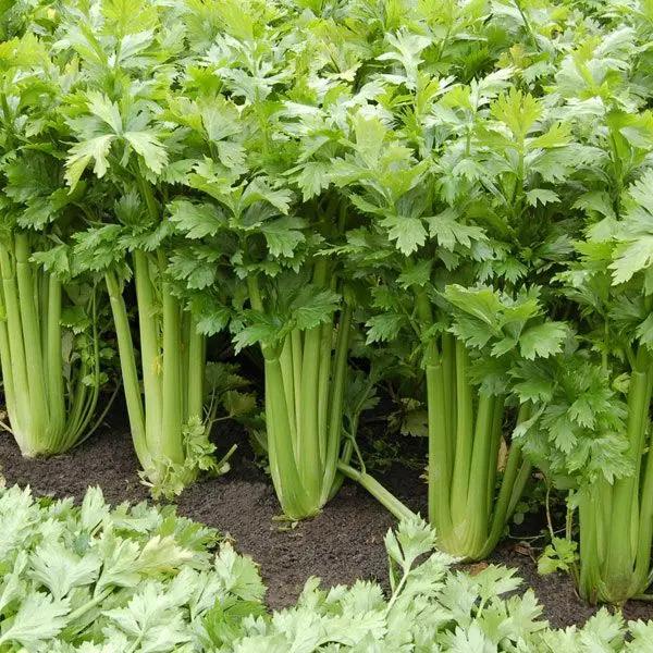 High Mowing Tango Celery 50 Seeds