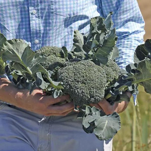 High Mowing Convina F1 Broccoli 25 Seeds