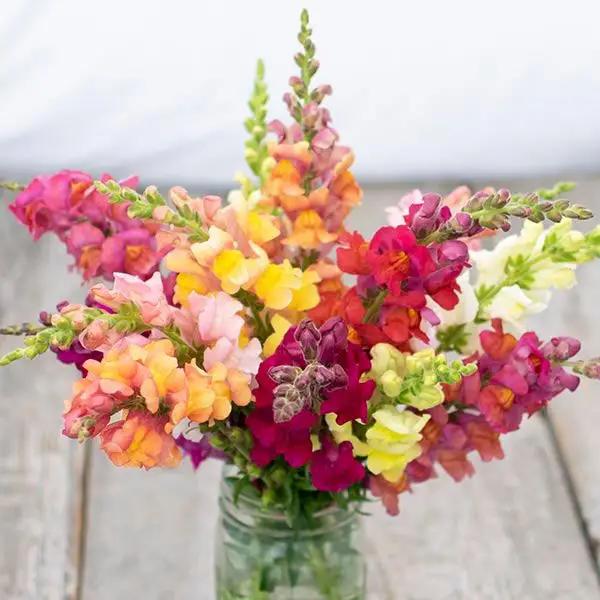 High Mowing Lion's Mouth Blend Snapdragon 1/64oz