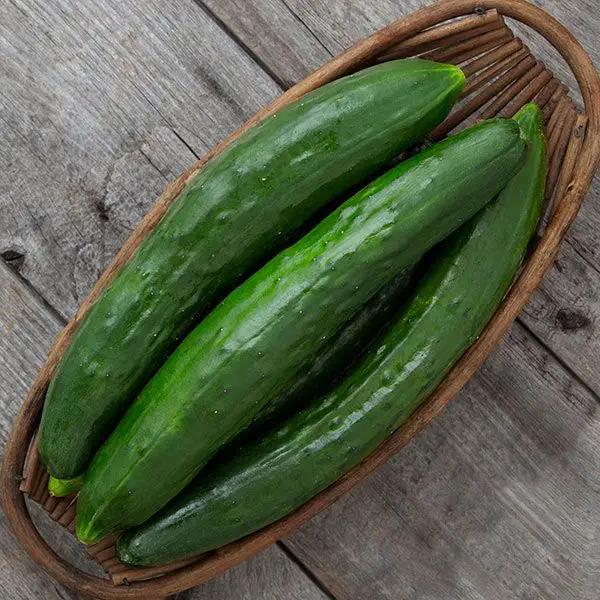 High Mowing Shintokiwa Cucumber 10 Seeds