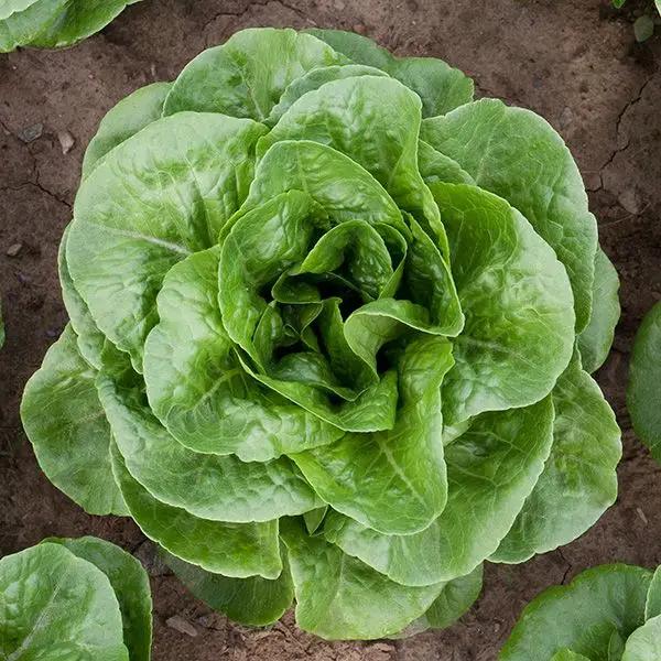 High Mowing Organic Seeds Winter Density Lettuce