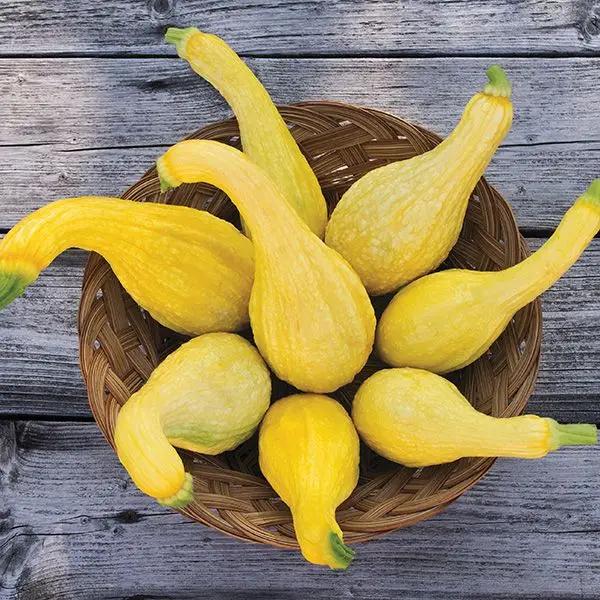 High Mowing Yellow Crookneck Summer Squash 1/8oz