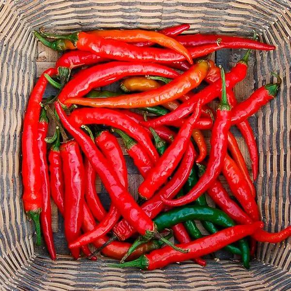 High Mowing Ring-O-Fire Cayenne Pepper 1/64oz