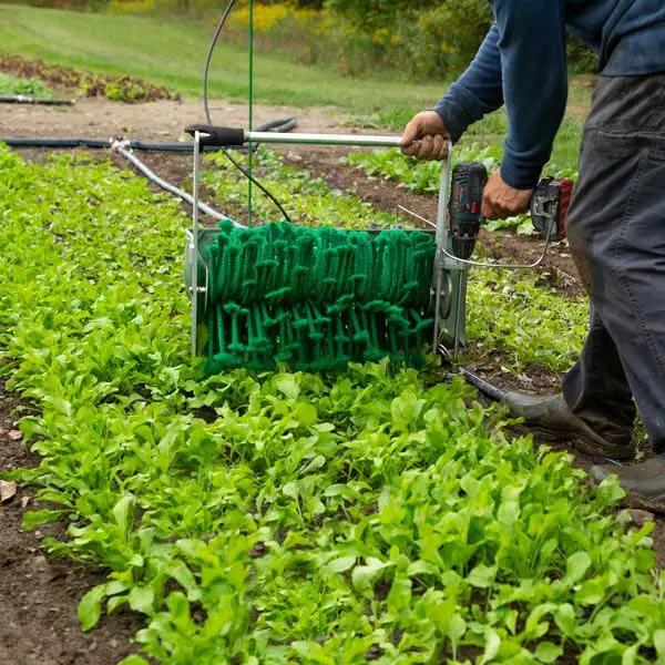 High Mowing Organic Seeds Astro Arugula - Thumbnail 2