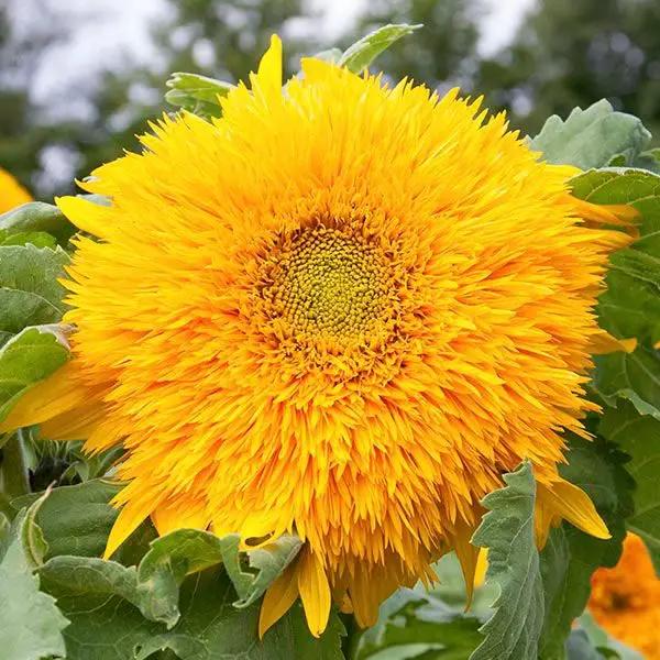 High Mowing Goldy Double Sunflower 1/16oz