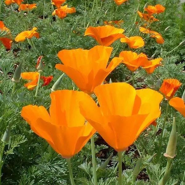 High Mowing California Orange Poppy 1/64oz