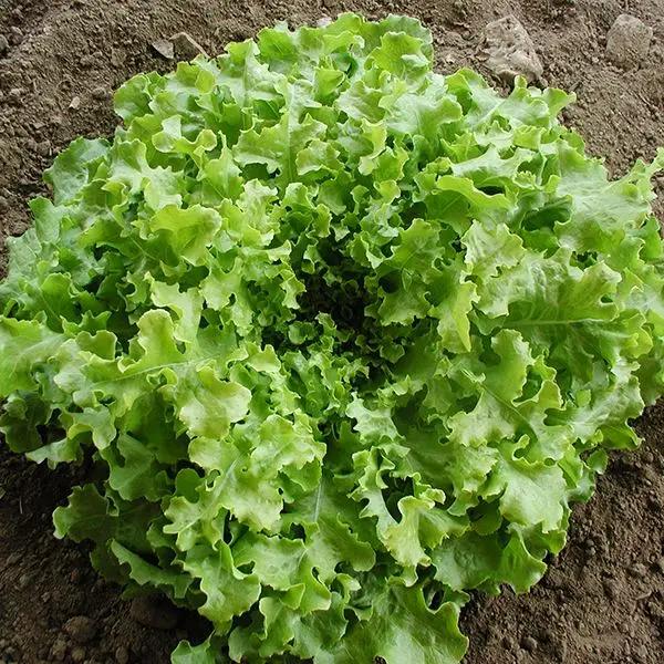 High Mowing Salad Bowl Lettuce 1/32oz