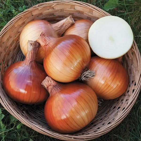 High Mowing Valencia Onion 1/64oz