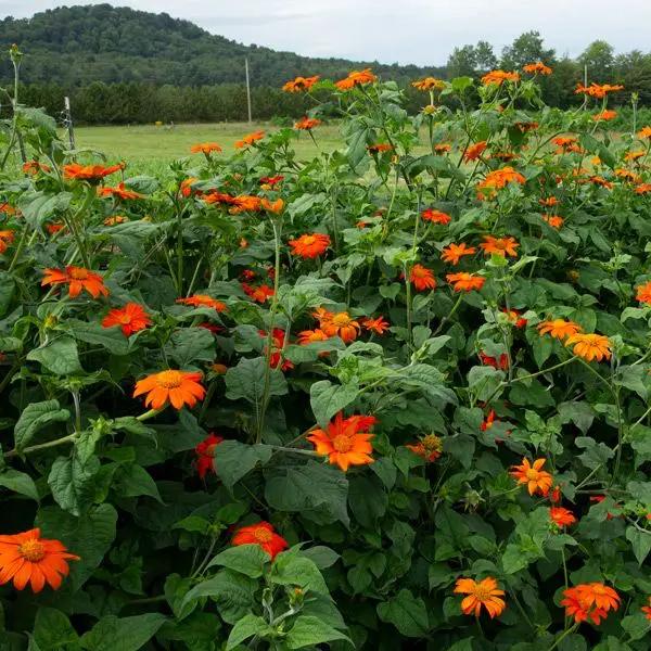 High Mowing Mexican Sunflower 1/32oz