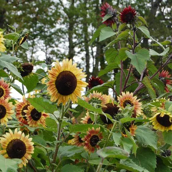 High Mowing Evening Colors Sunflower 1/16oz