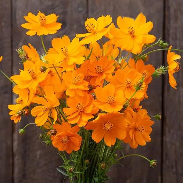 High Mowing Bright Lights Blend Cosmos 1/32oz