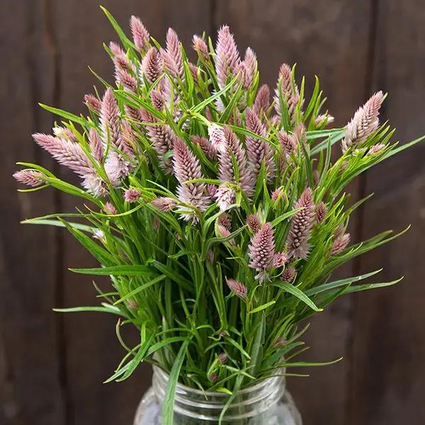 High Mowing Flamingo Feather Celosia 50 Seeds