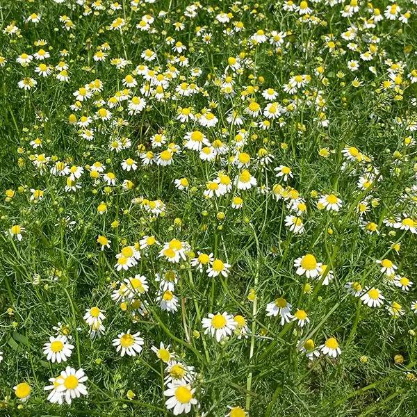 High Mowing Chamomile 1/10 gram