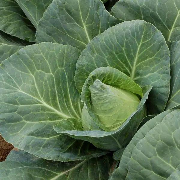 High Mowing Caraflex F1 Cabbage 10 Seeds