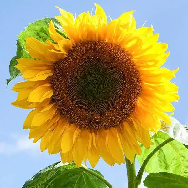 High Mowing Mammoth Sunflower 1/8oz