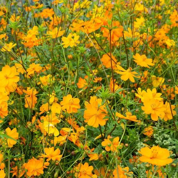 High Mowing Bright Lights Blend Cosmos 1/32oz