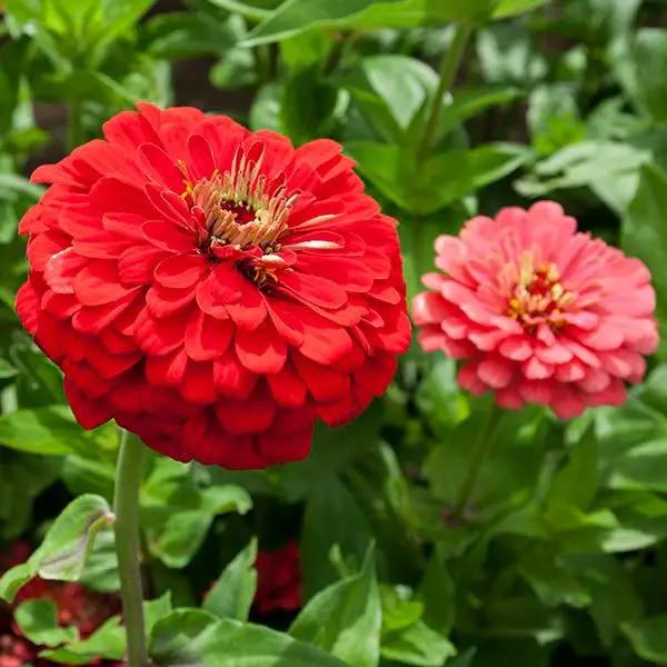 High Mowing Giant Coral Zinnia 1/32oz