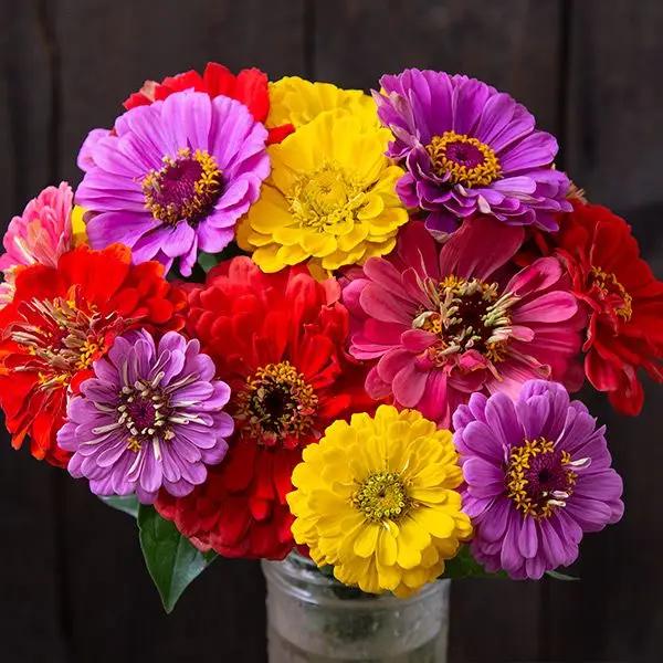 High Mowing County Fair Blend Zinnias 1/32oz