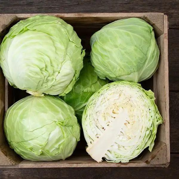 High Mowing Golden Acre Cabbage 1/32oz