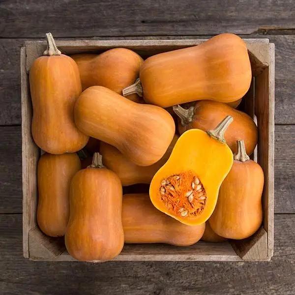 High Mowing Honeynut Butternut Squash 1/16oz