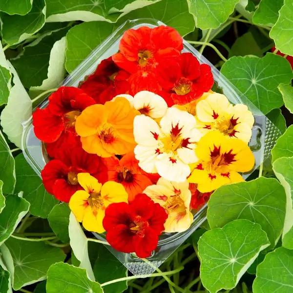 High Mowing Dwarf Jewel Blend Nasturtium 1/8oz